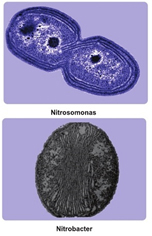 Hình 1.4 Vi khuẩn Nitrosomonas và Nitrobacter